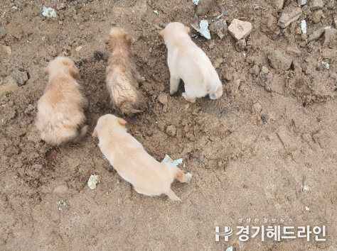 이천시 율면에서 수해로 땅에 묻힌 강아지 4마리가 슬피 울며 땅을 파고 있던 어미개를 본 주민들의 도움으로 구조됐다.