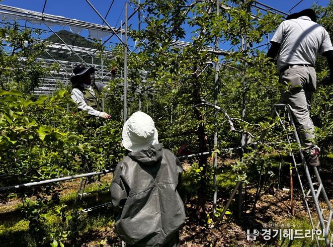 가평군, ‘과일의 에이즈’ 과수화상병 “사전 방제가 최선” 당부