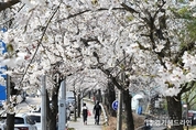 [포토영상] 봄바람 따라 흩날리는 벚꽃, 시흥시가 핑크빛으로 물들다