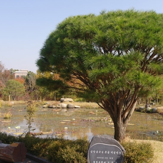 물향기 수목원 수생식물원, 가을 낙옆이 떨어져 수면을 덮고 있다.