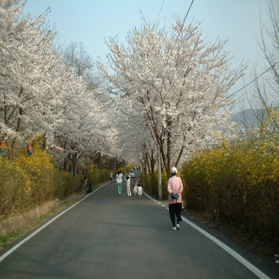 강화산성 부군길 벚꽃 전경