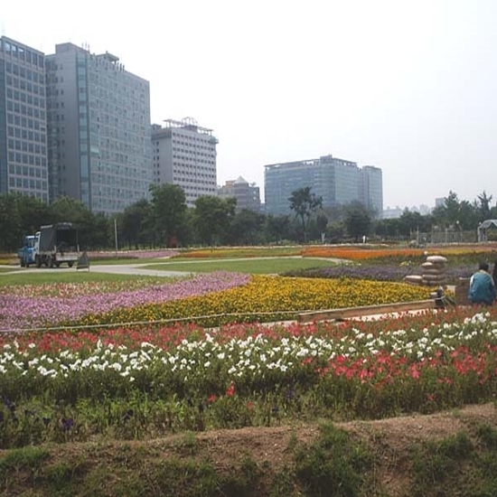 일산 호수공원 장미원