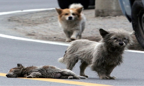 로드 킬 사고를 당한 강아지(사진제공=한겨레)