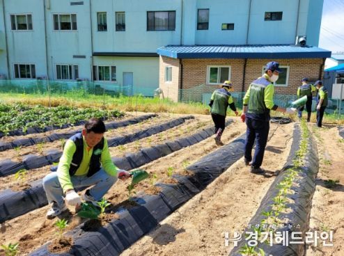 안성시 삼죽면 경기행복마을관리소, '행복나눔 고추 심기' 진행
