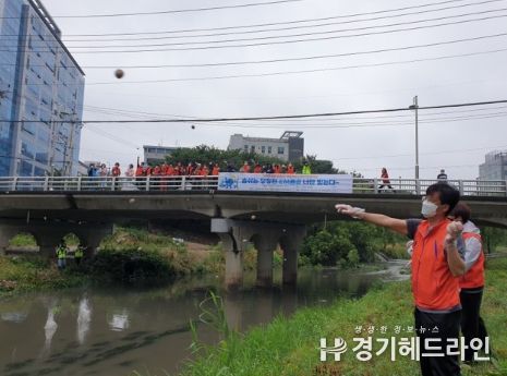 금정동 경기행복마을관리소 지킴이들이 당정천에 EM흙공을 투척하고 있다.