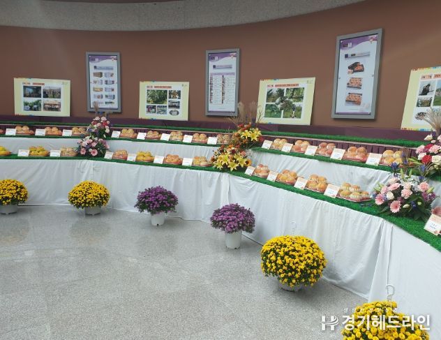 제25회 장호원황도 품평회