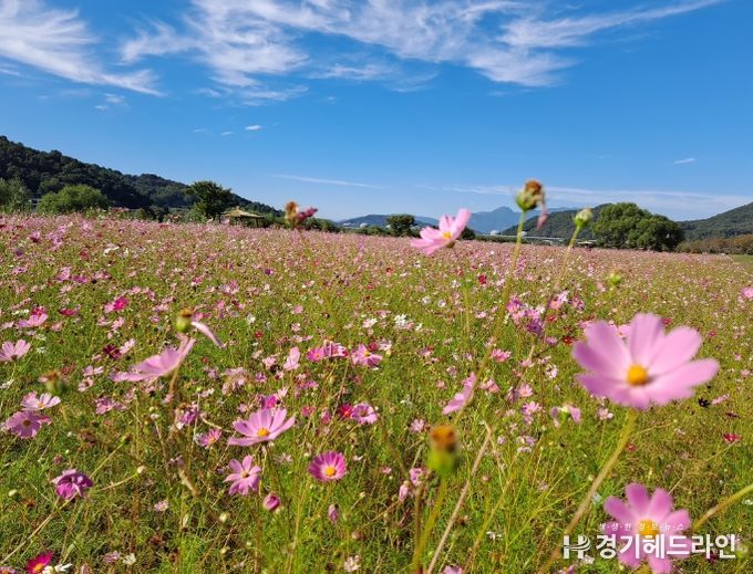 여주시, 코로나19로 지친 시민들에게 드리는 아름다운 당남리섬 핑크뮬리와 코스모스 꽃밭