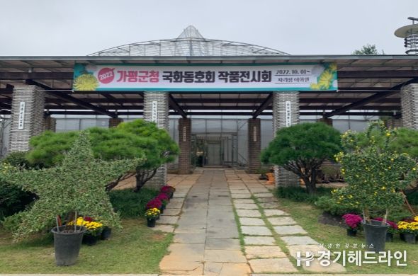 가평군, 국화 작품 전시회 개최