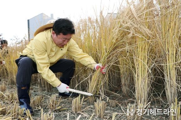 서태원 가평군수, 수확 농가 방문해 벼베기를 하고 있다.