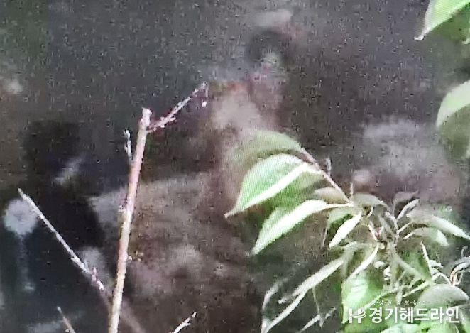 소양천 심야 물놀이 학생 구조