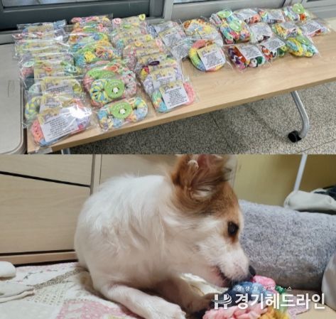 일산서구청소년수련관 방과후아카데미 청소년, 유기견 거리 입양제에 업사이클 장난감 기부