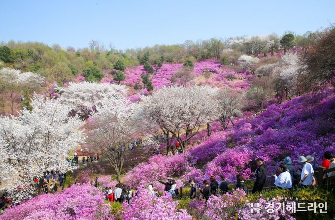 원미산 진달래동산에 만개한 봄꽃 사이로 시민들이 줄지어 거닐고 있다.
