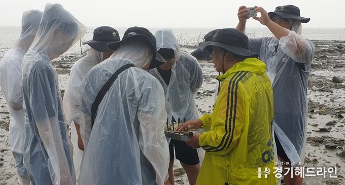 인천강화교육지원청, 갯벌 생태계 보전을 위한 생물다양성 탐사 활동 실시