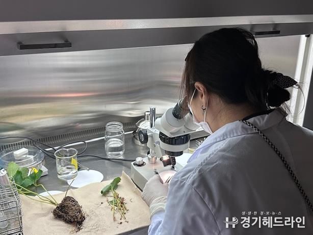 양평군, 딸기 화아분화 검경 서비스 실시