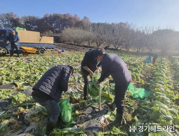 수원특례시 권선구 세류3동 새마을지도자협의회, 사랑의 배추 수확 행사 실시