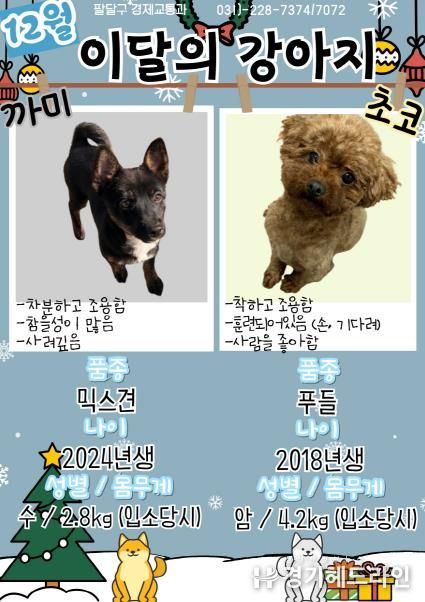 유기견 새 가족 찾기, 수원시 팔달구 12월 '이달의 강아지'