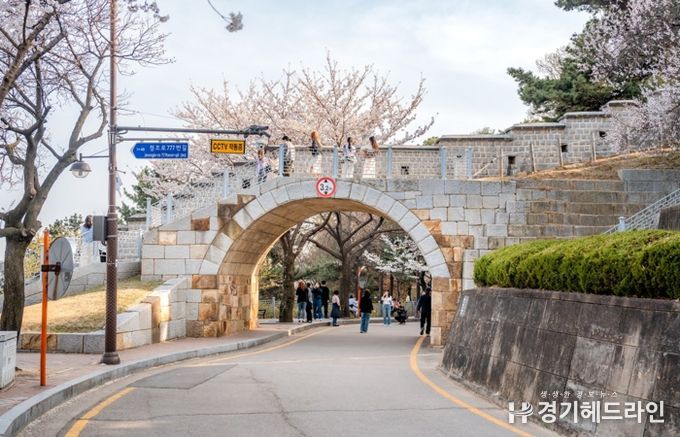 수원문화재단, 문화관광해설사와 수원화성 벚꽃길을 함께 걸어보세요
