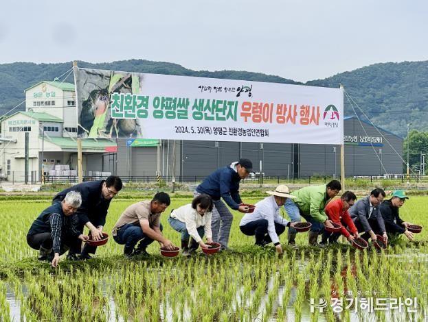 친환경 양평쌀 생산 우렁이 방사 행사