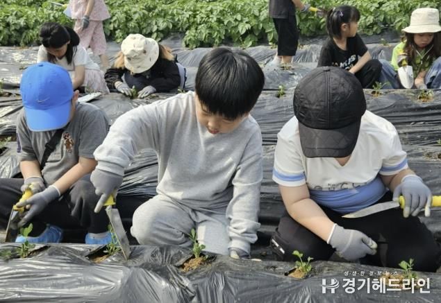 5월 28일 모종심기 체험을 하고 있는 포리초등학교 학생들