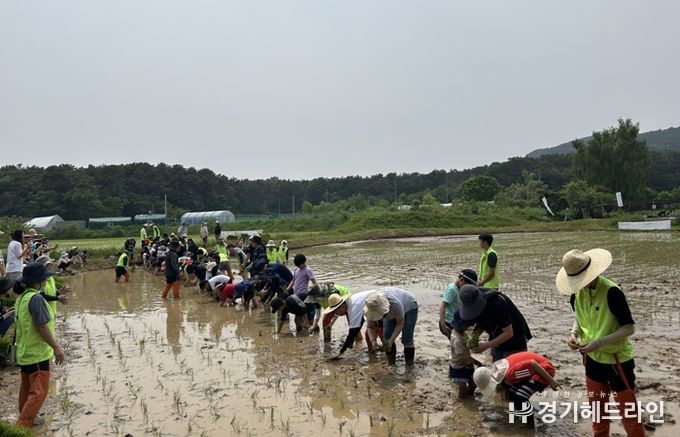 참가자들이 전통 모내기 체험을 하고 있다.