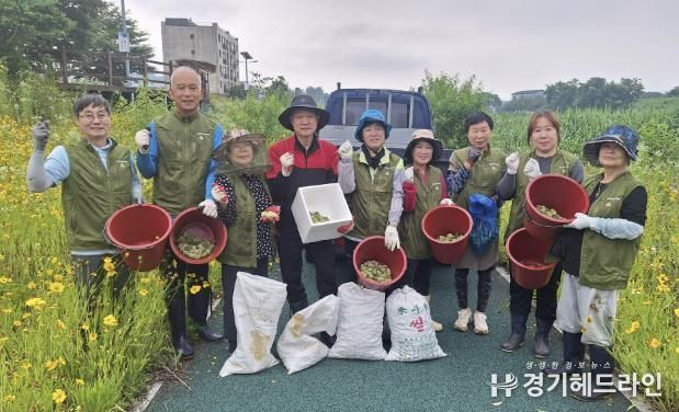 양동면 주민자치위원회, 개복숭아 수확