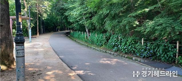 인천시, 월미공원에 만개한 산수국 보며 치유의 시간 보내세요