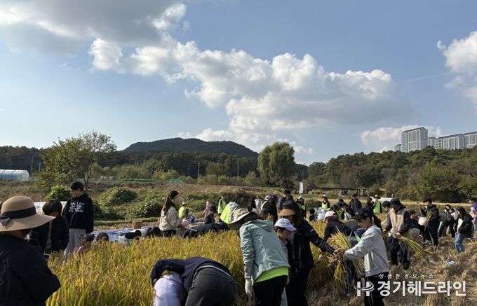 시민과 함께하는 가을걷이 행사에 참여한 시민들이 추수를 하고 있다