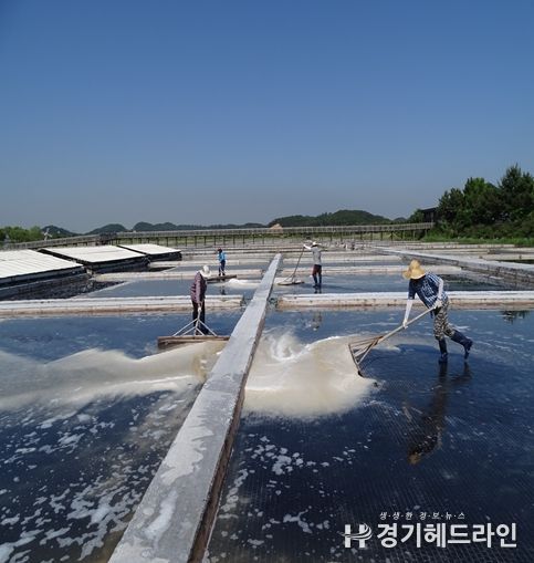 천일염 채취