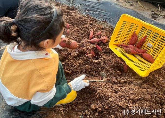 고구마를 수확하고 있는 어린이들