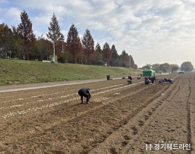 파주시 금촌2동, 내부 인력으로 2026 공릉천 튤립축제 식재 작업 완료