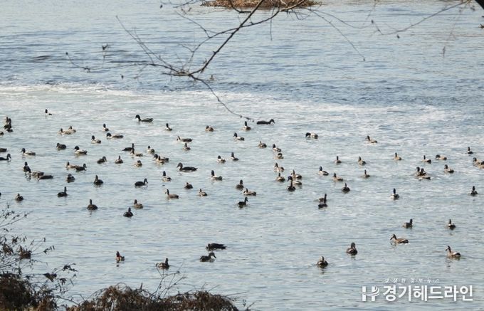 천연기념물 원앙 등 겨울 철새, 올해도 안양천 찾아와