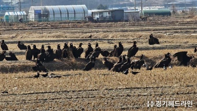 ‘파주 독수리 식당’ 생태여행 성황리 종료