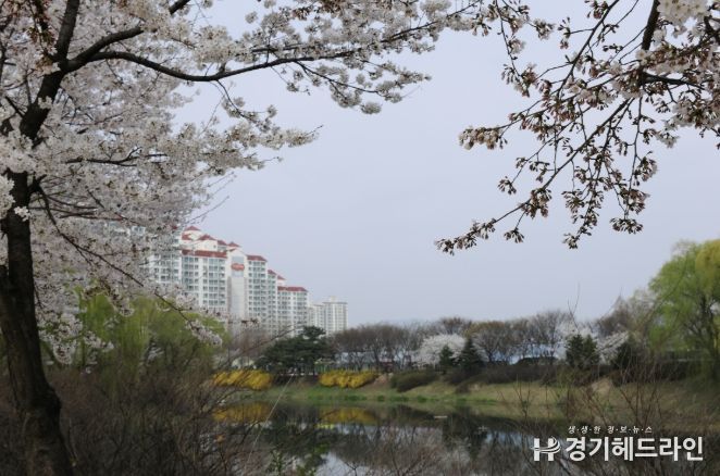 장자호수공원 벚꽃 사진