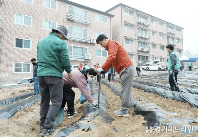 광주시 탄벌동 남녀새마을회, 사랑의 감자 심기 추진