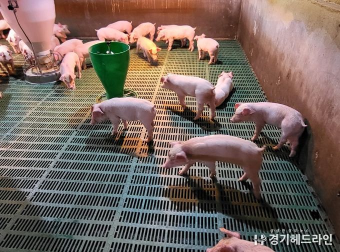 양돈장 사진(행복농장)