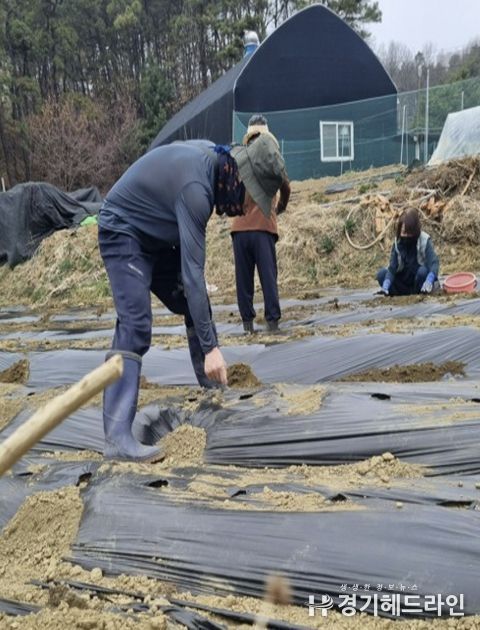 고양시 주교동, 감자로 마음 잇는 ‘감자 심기 행사’ 진행