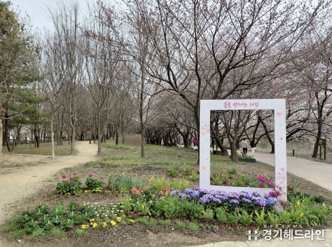 수원시 권선구 황구지천 산책로, 다채로운 꽃길과 벚꽃 포토존으로 주민 맞이