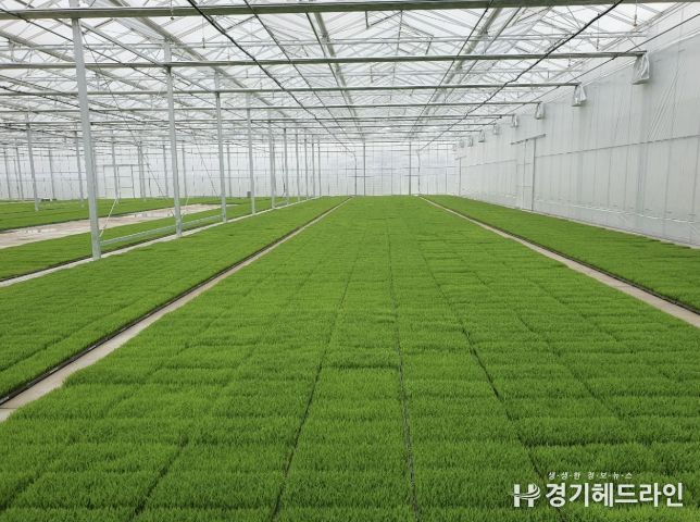 고품질 여주쌀 생산을 위한 볍씨소독 및 적기 못자리 설치