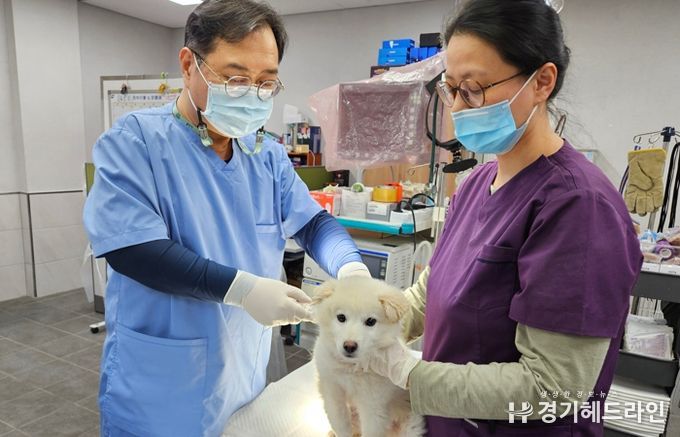 반려견 접종 사진