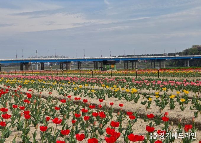 여주시민공원 아름다운 튤립, 주말 만개 기대
